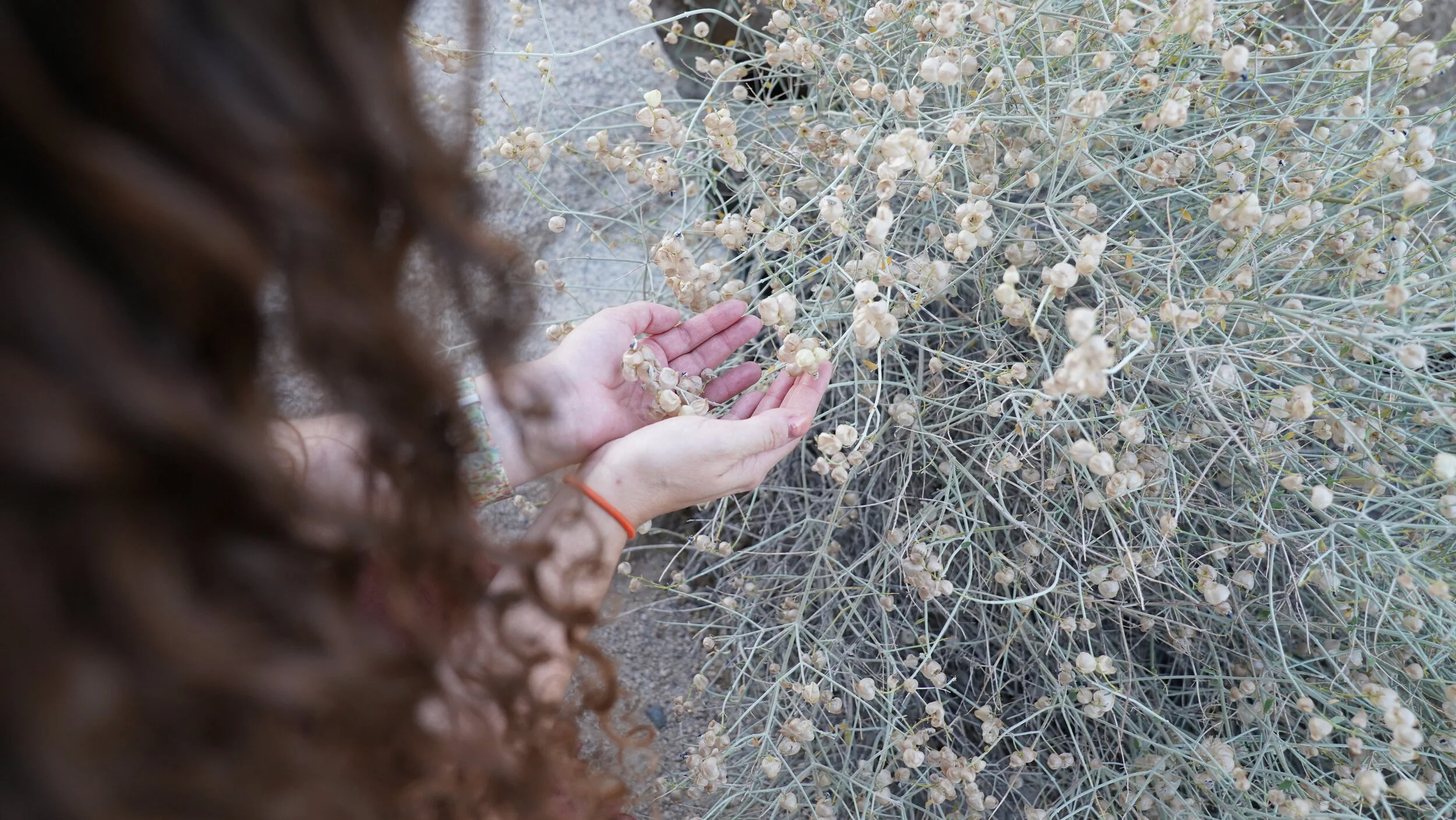 hands hair plant.JPG