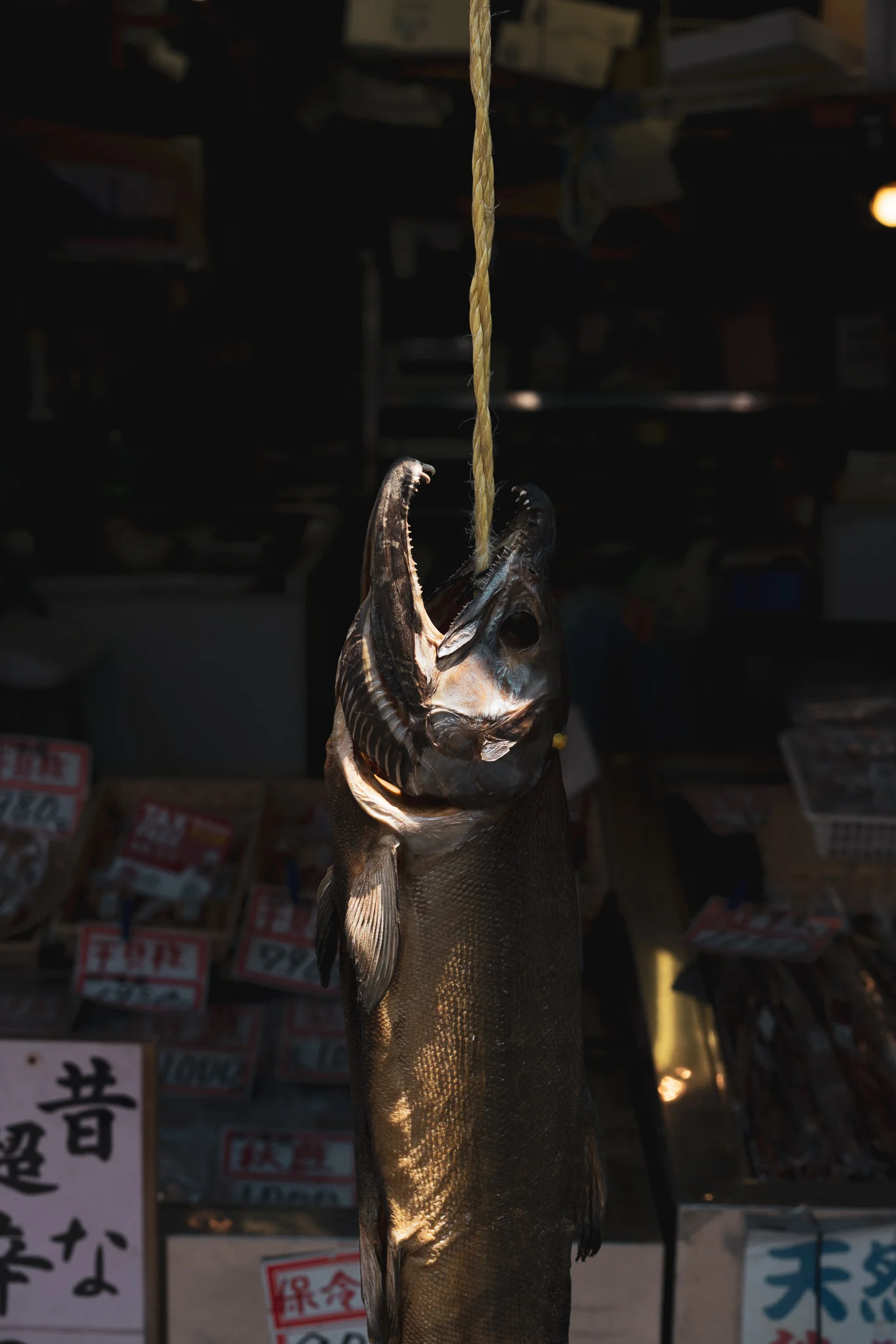 DSC01075-2.jpg