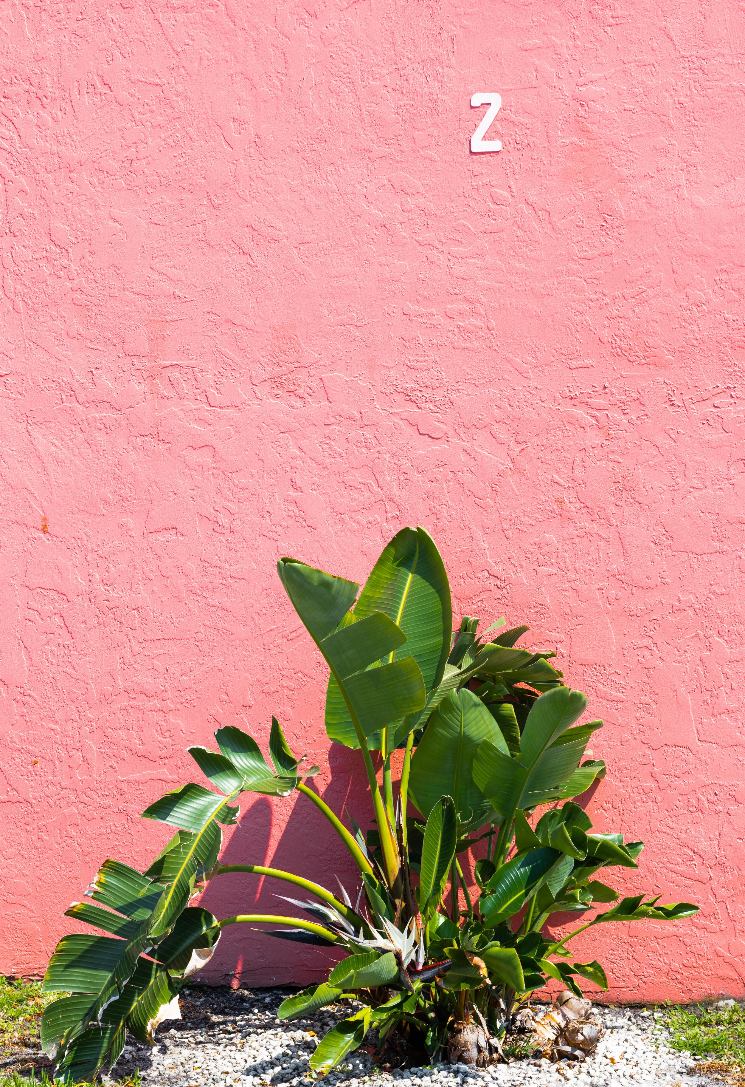 Pink_Wall.jpg