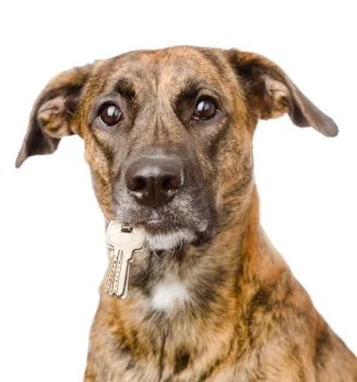 dog holding keys.jpg
