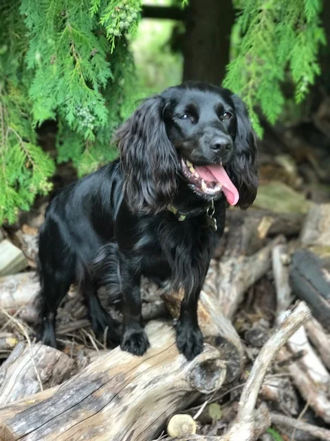 maggie in woods.jpg