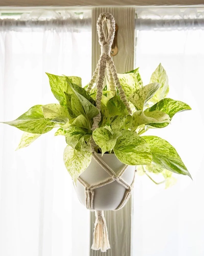 Tending to my plants is like therapy for me, and life has been extra crazy lately. So today I turned on some tunes & made my first macrame plant hanger during nap time. #plantsofinstagram #plantmom #planttherapy #macrame #metime