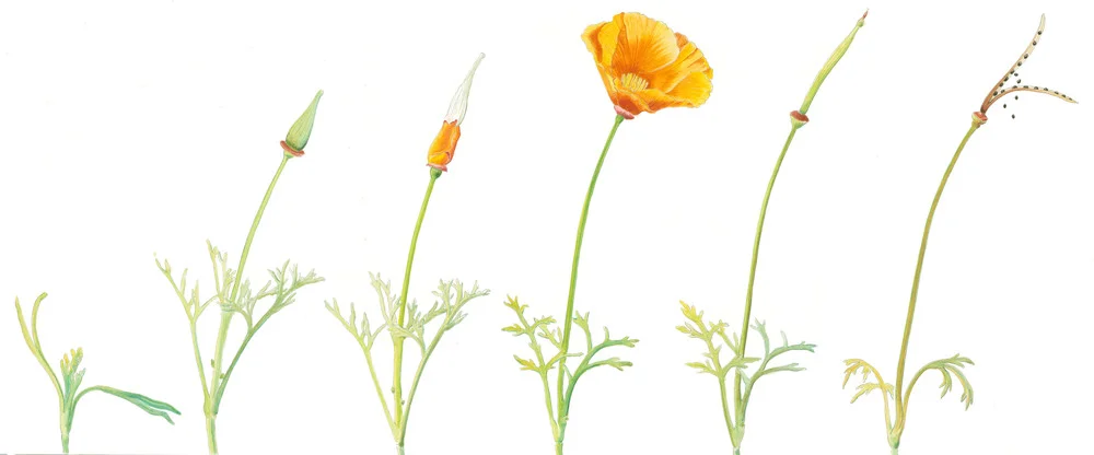 poppynobackground.jpg