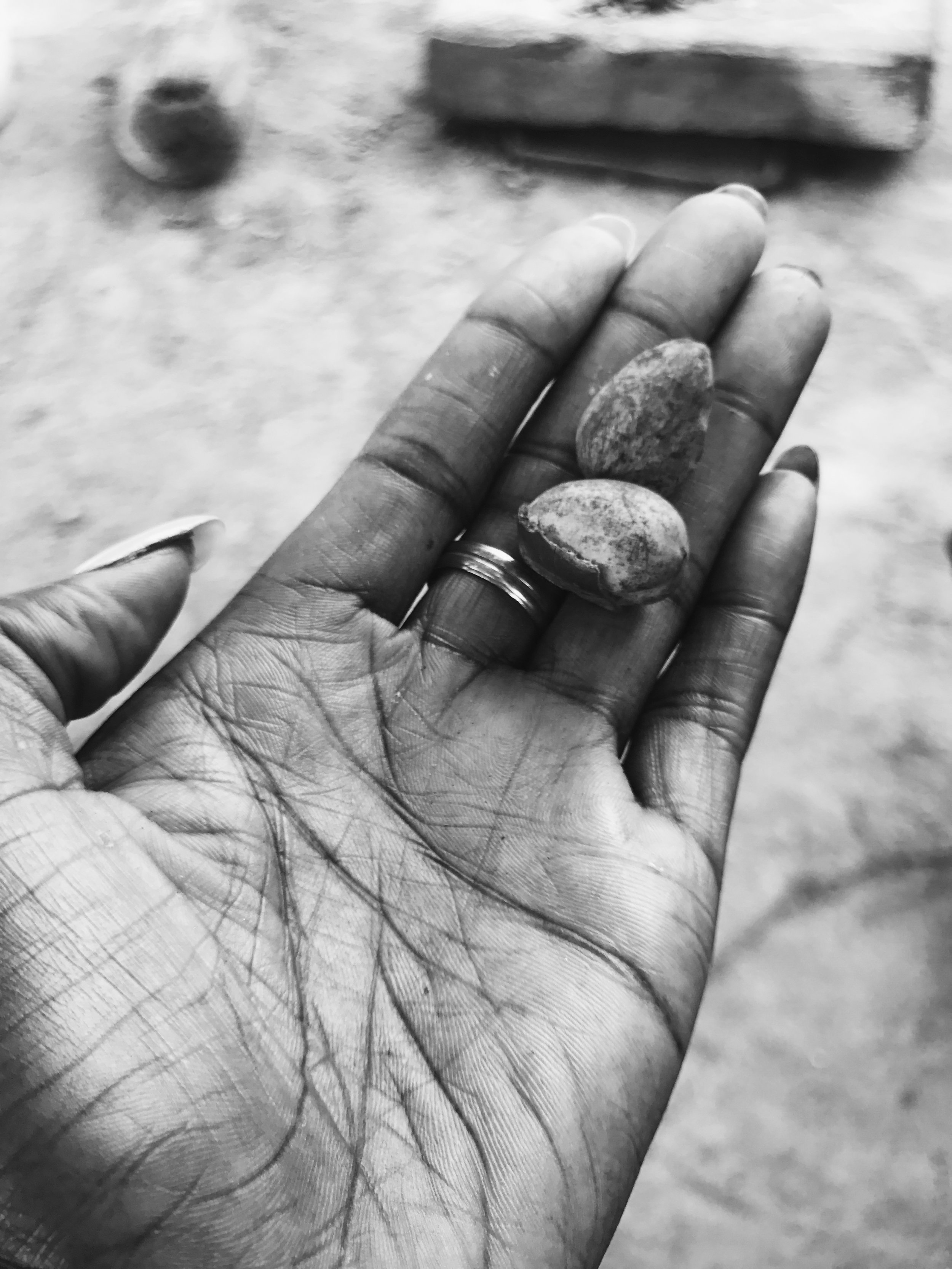 Shea nut -- taken by abena boamah .JPG