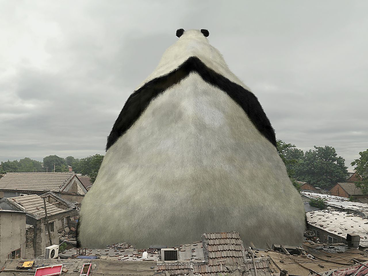 Liu-di-panda.jpeg