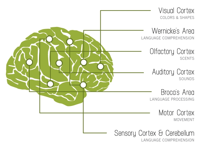 brain-on-stories.jpeg