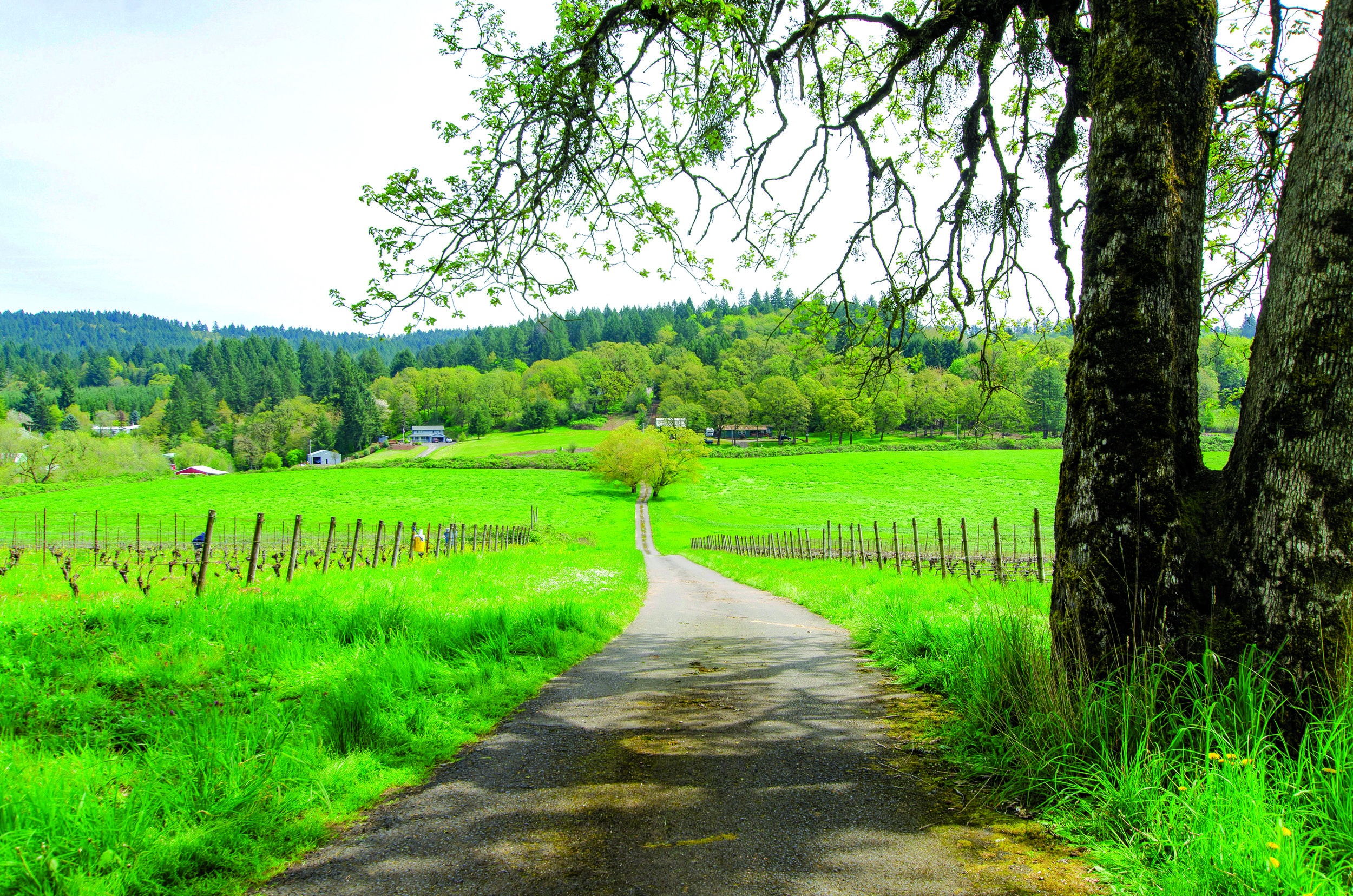 049_49-Driveway.jpg