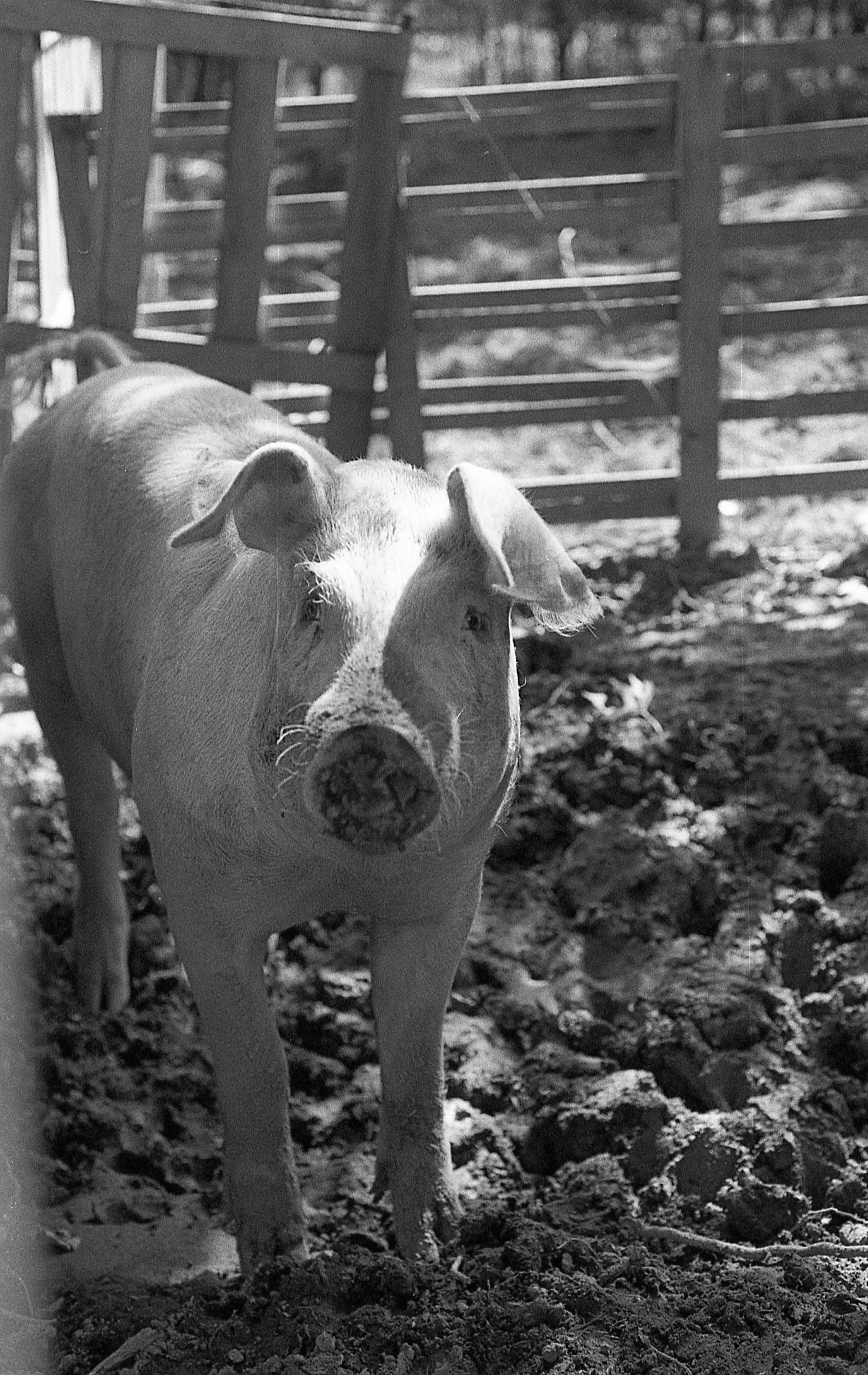 piggy.jpg