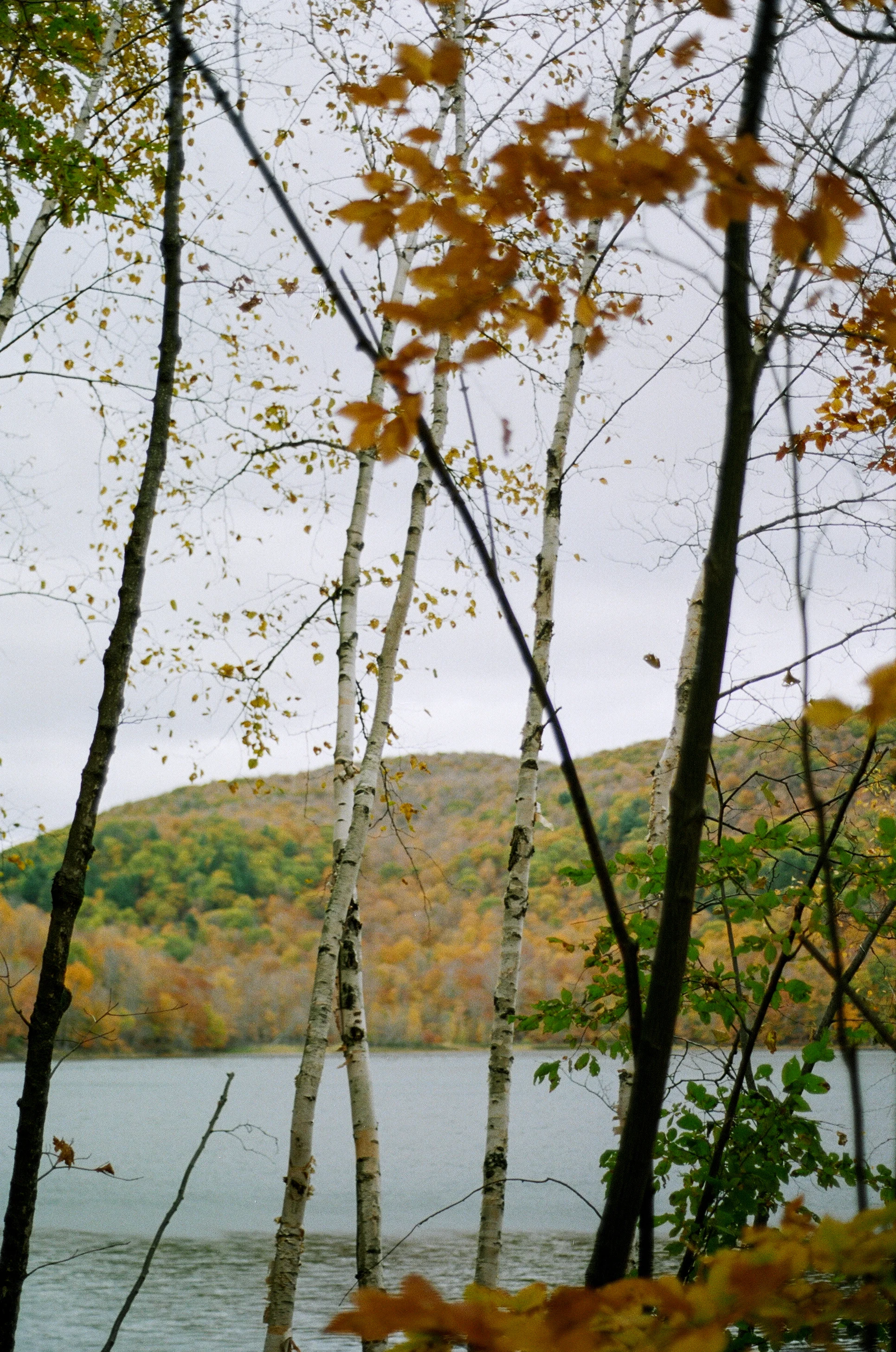 whitetrees.jpg