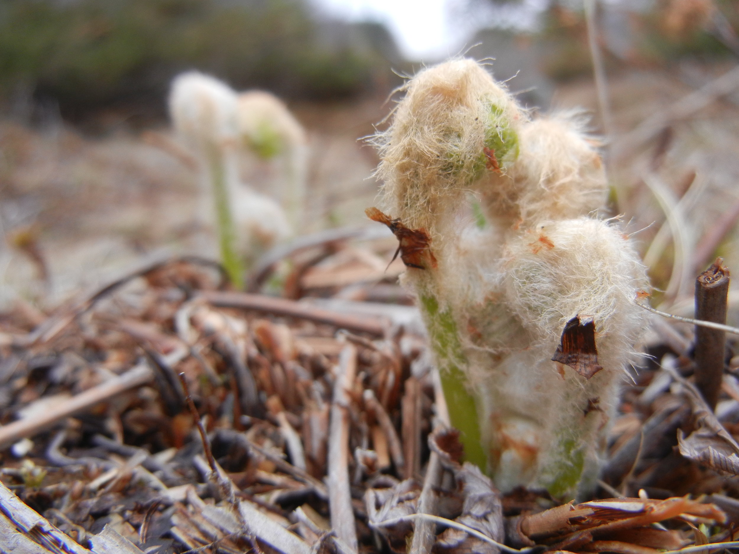 2017 5 Baby ferns 002.JPG