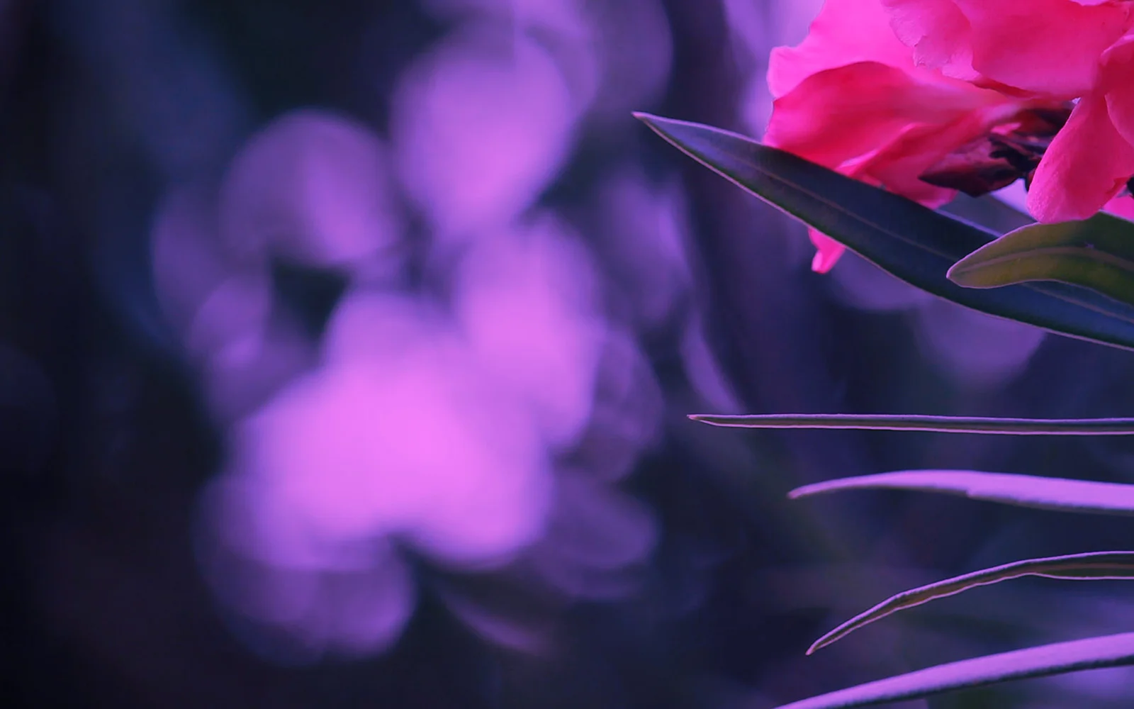 about-us-oleander-hero.jpg