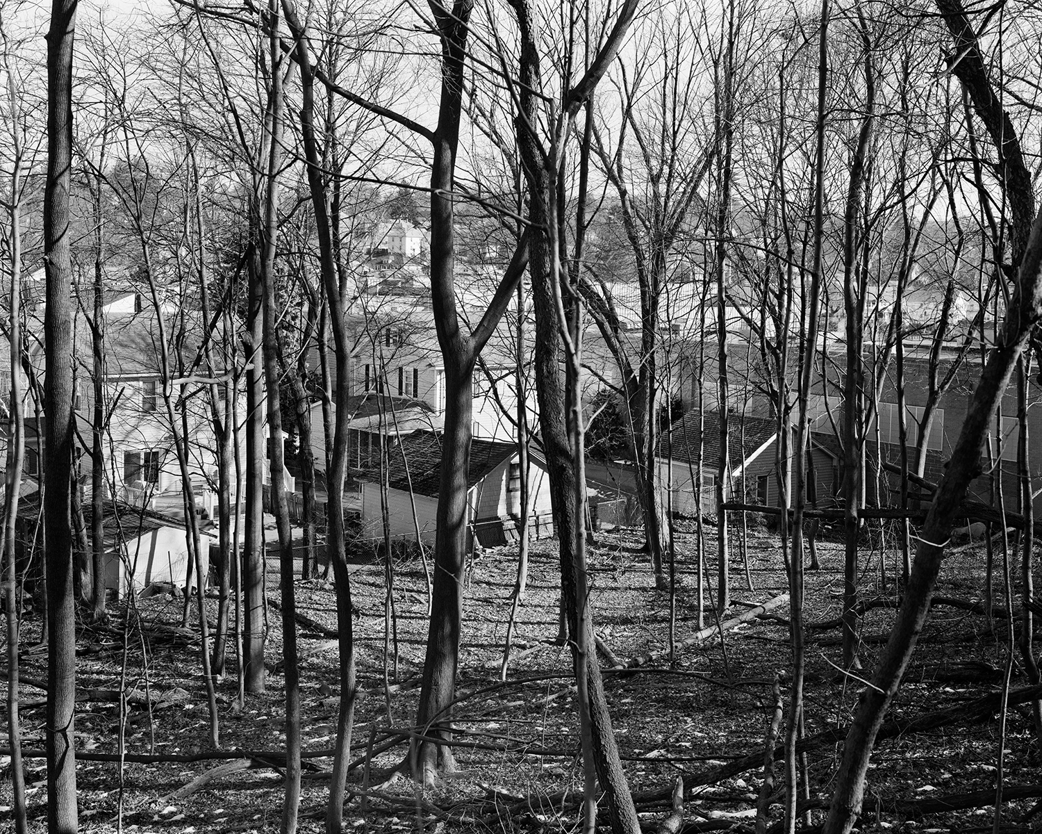 Houses Behind Trees.jpg