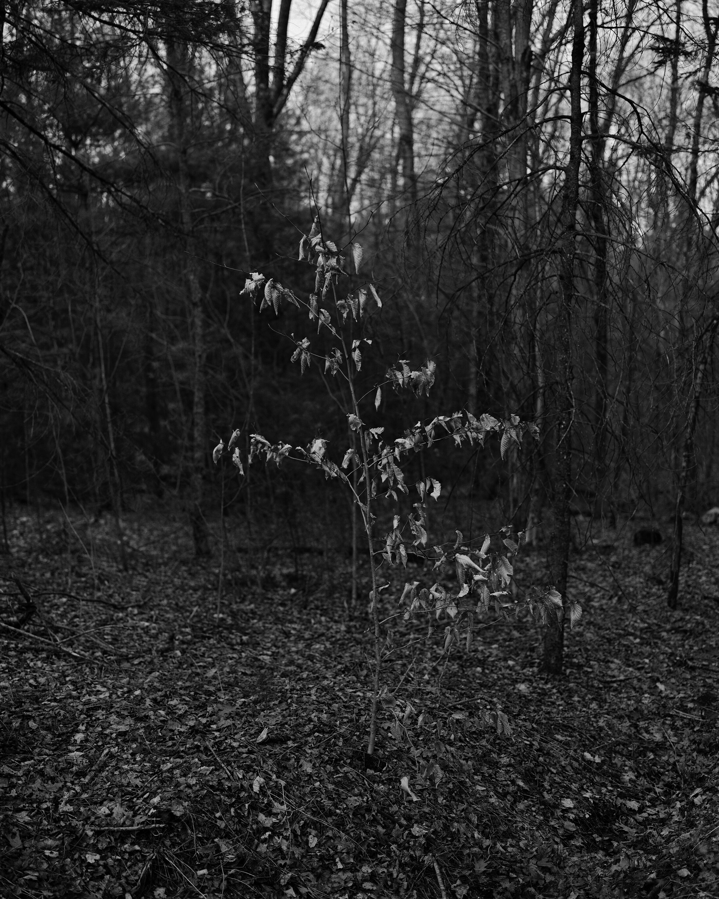 2020 - Sounds Sunk Into Silence, Beech Tree at Dusk.jpg