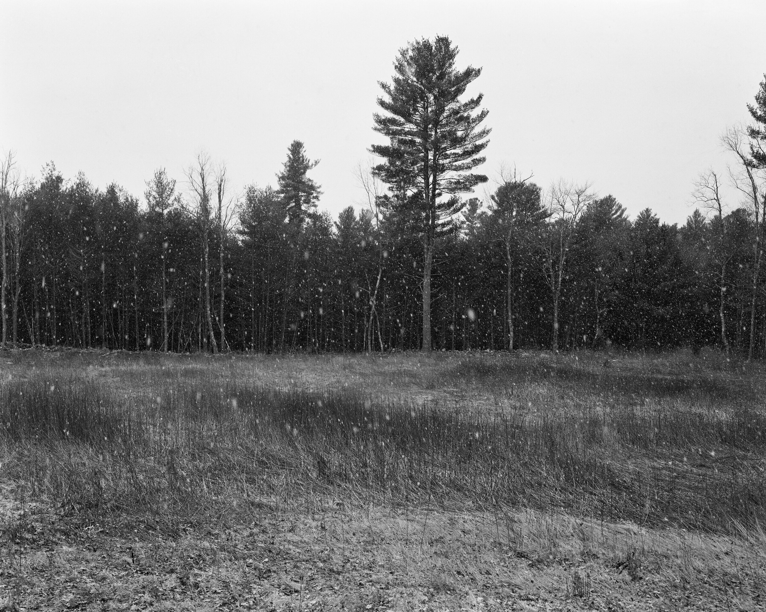2020 - Sounds Sunk Into Silence, Snow in Meadow Near Dana Common.jpg