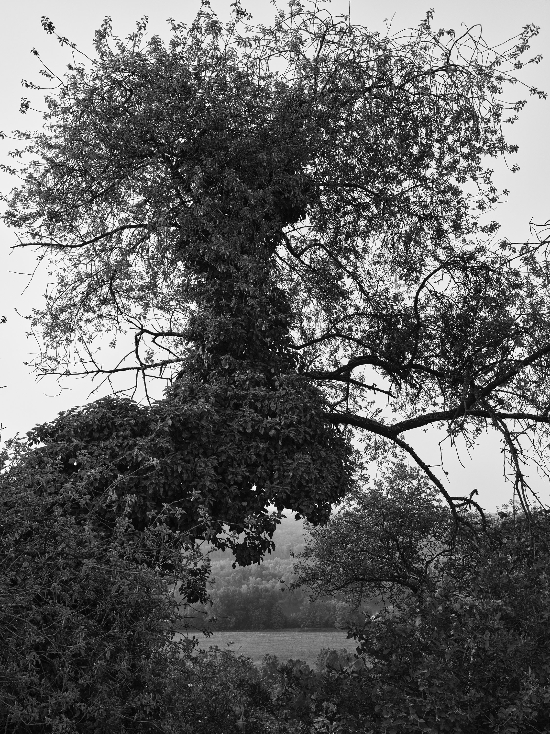 2023 - Curved Tree and View.jpg