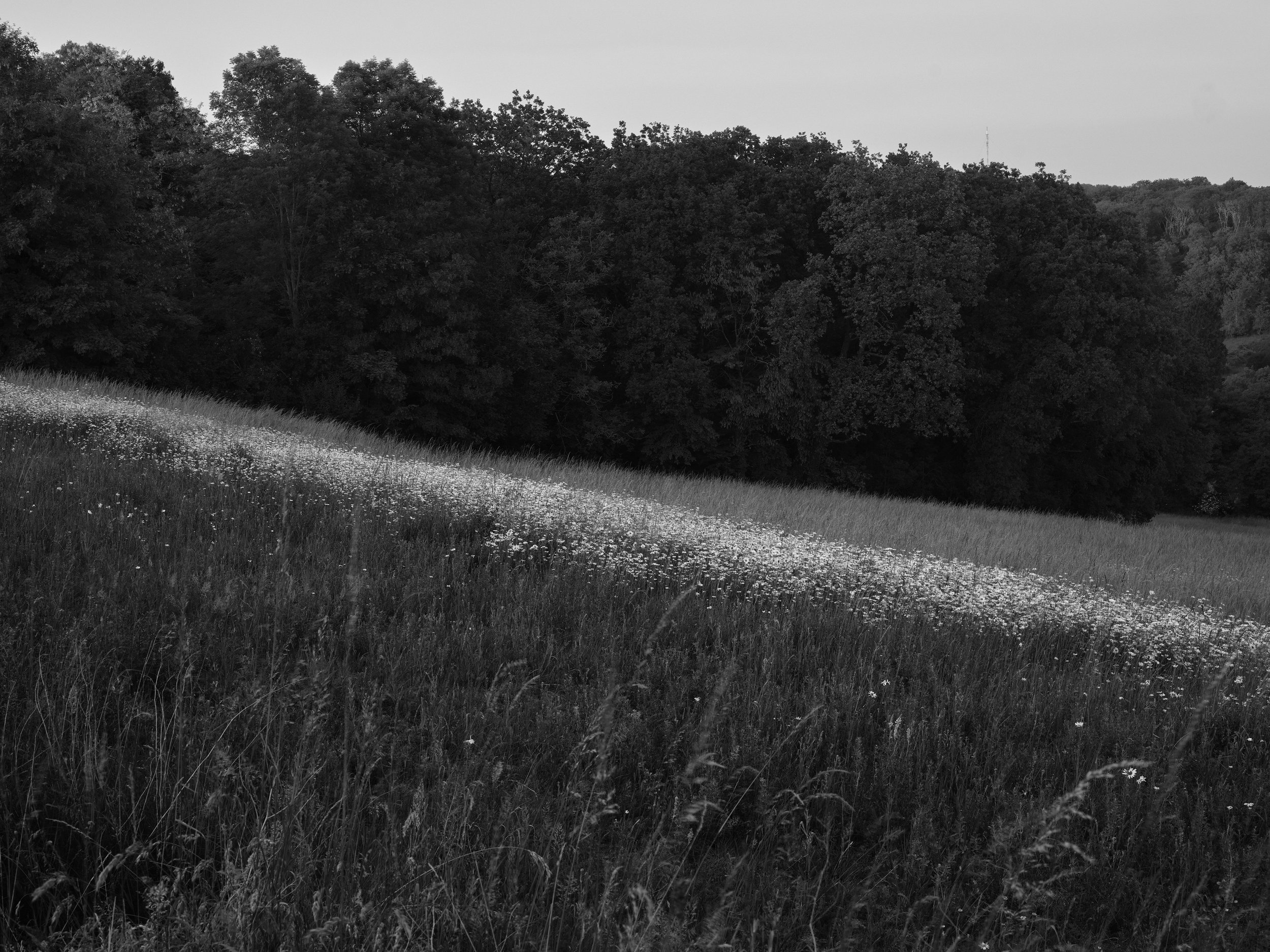 2023 - Line of Flowers in Field.jpg