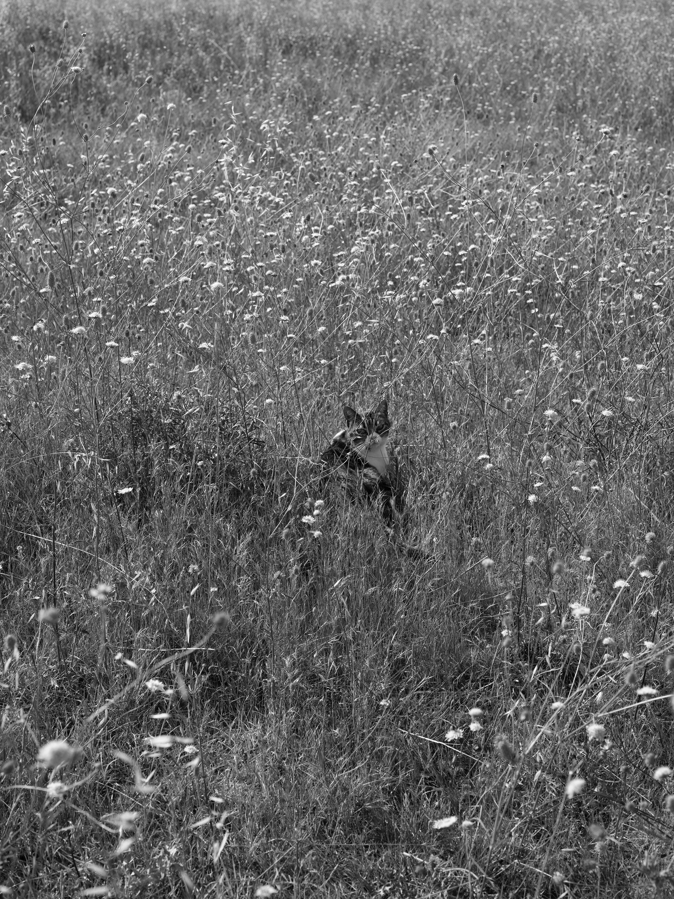 Cat in Field.jpg