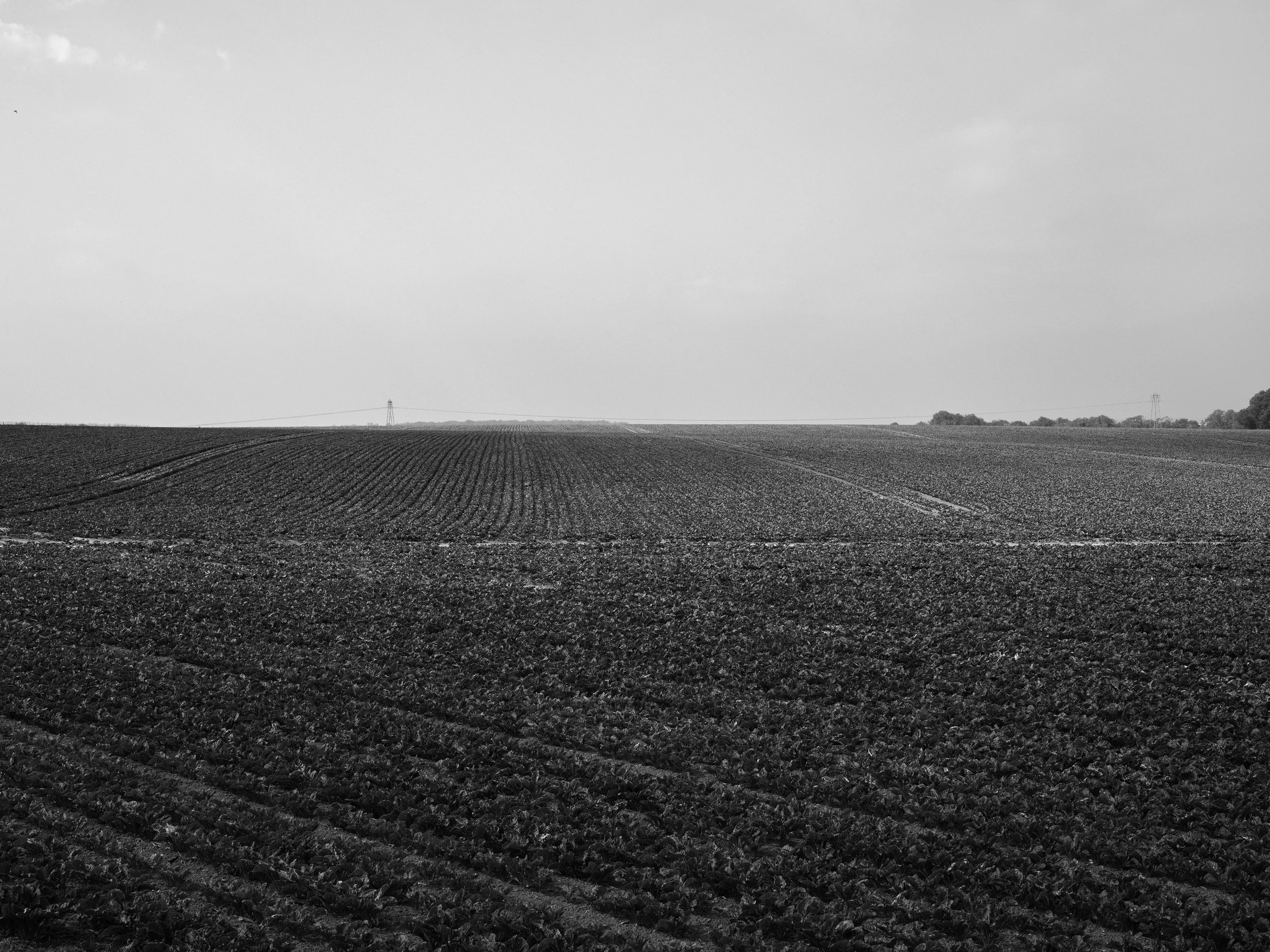 2023 - Furrow Rows.jpg