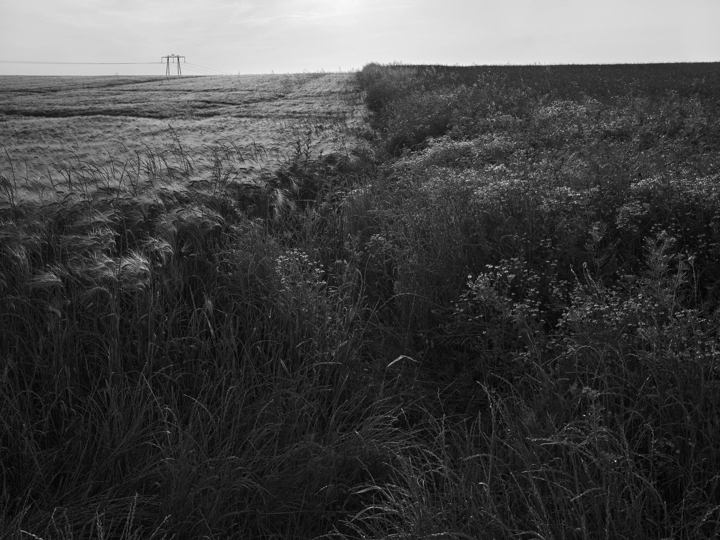 2023 - Where Two Fields Meet.jpg