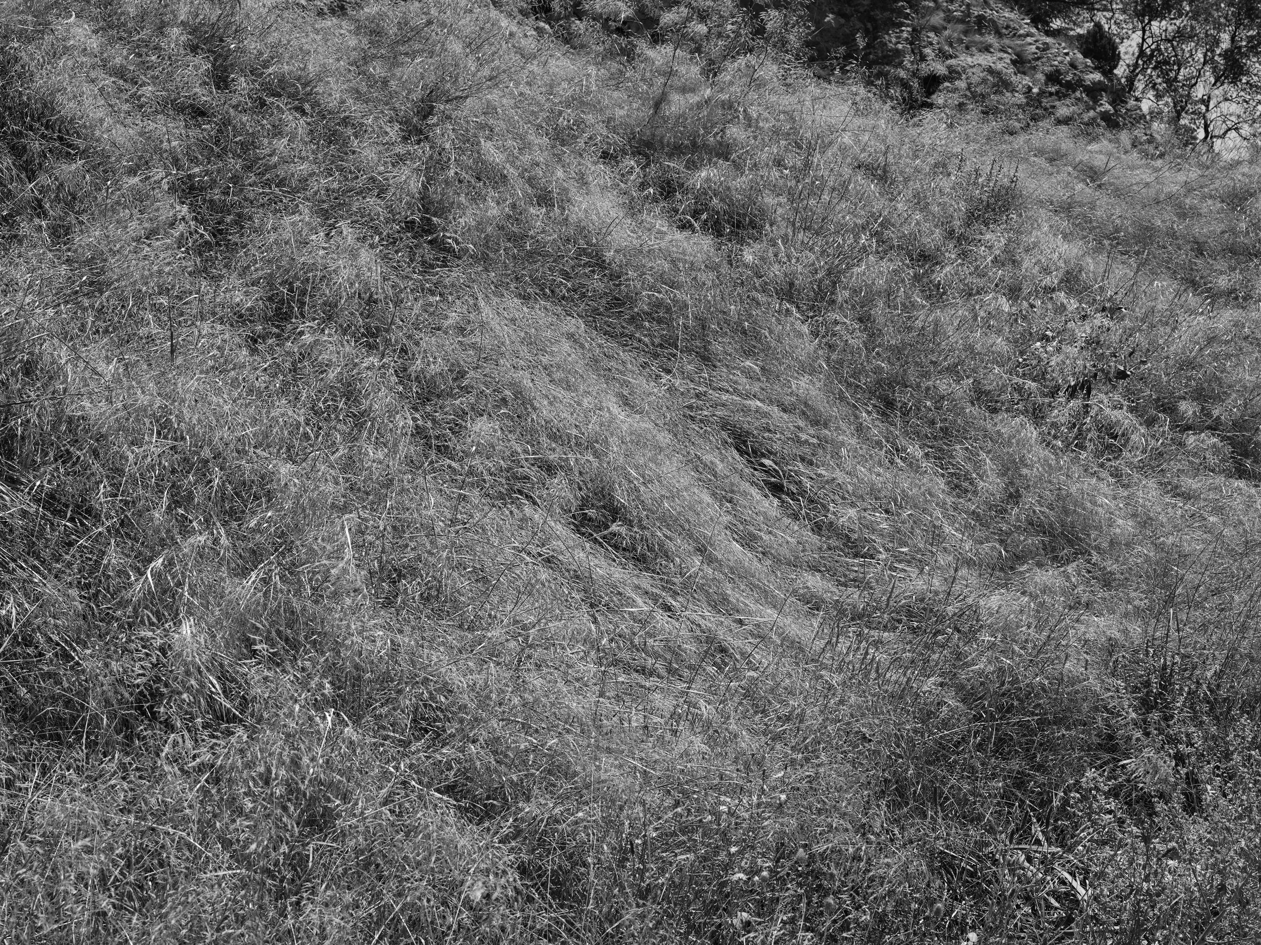 2022 - Grassy Hillside.jpg