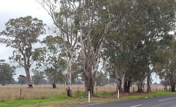 the Gums View.jpg