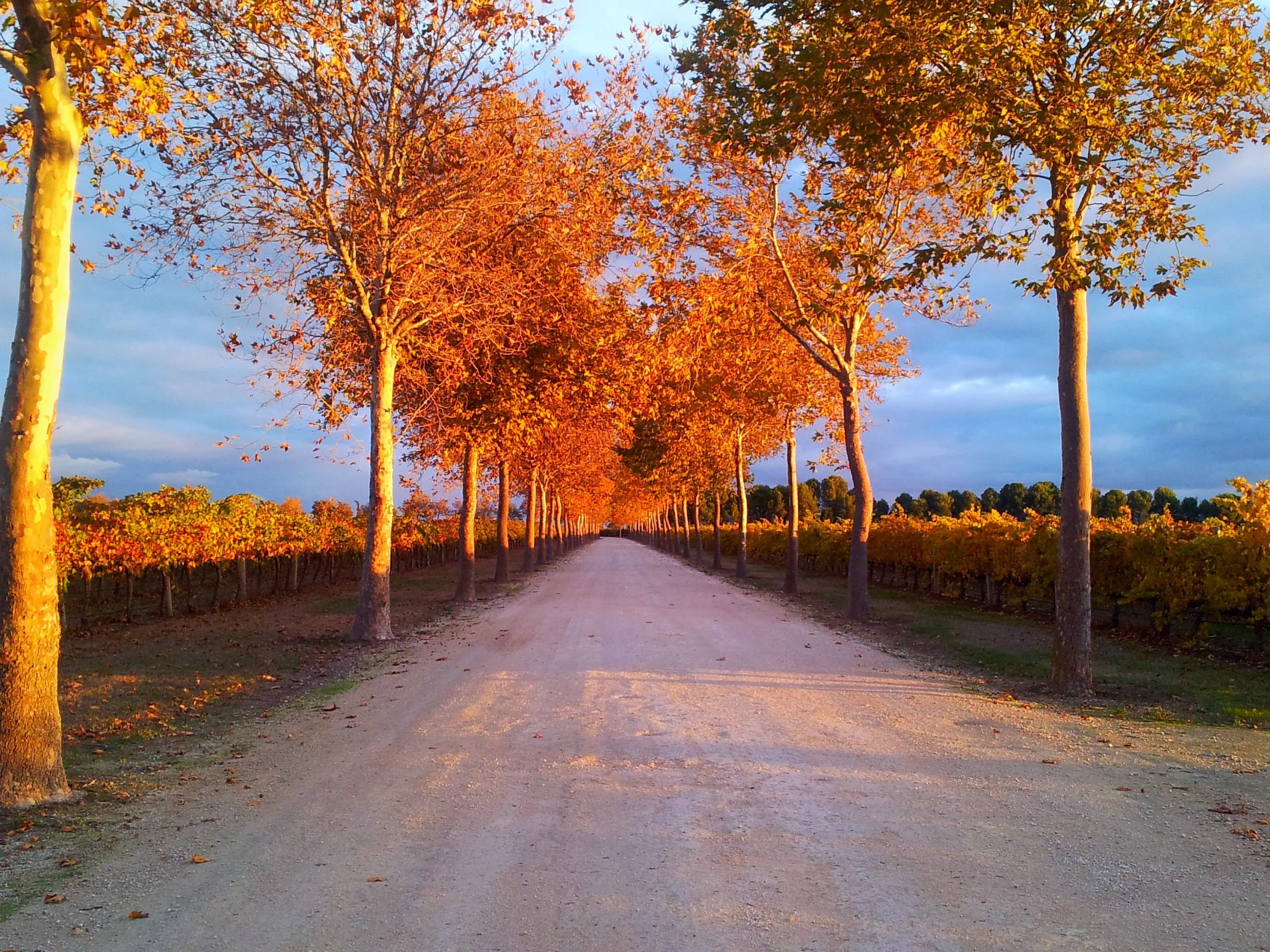 The driveway to Rymills in Autumn