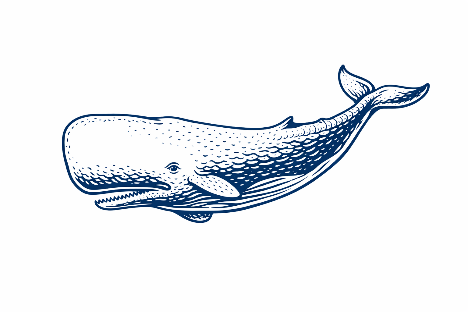 sperm whale picture