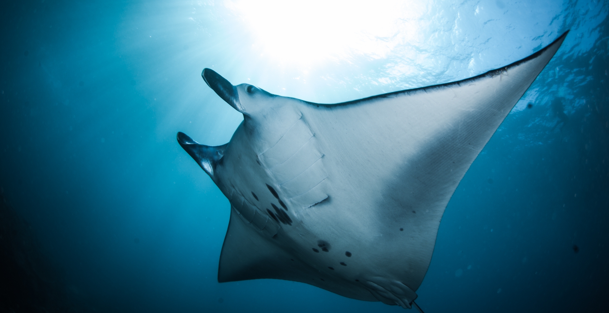 Manta Ray.jpg