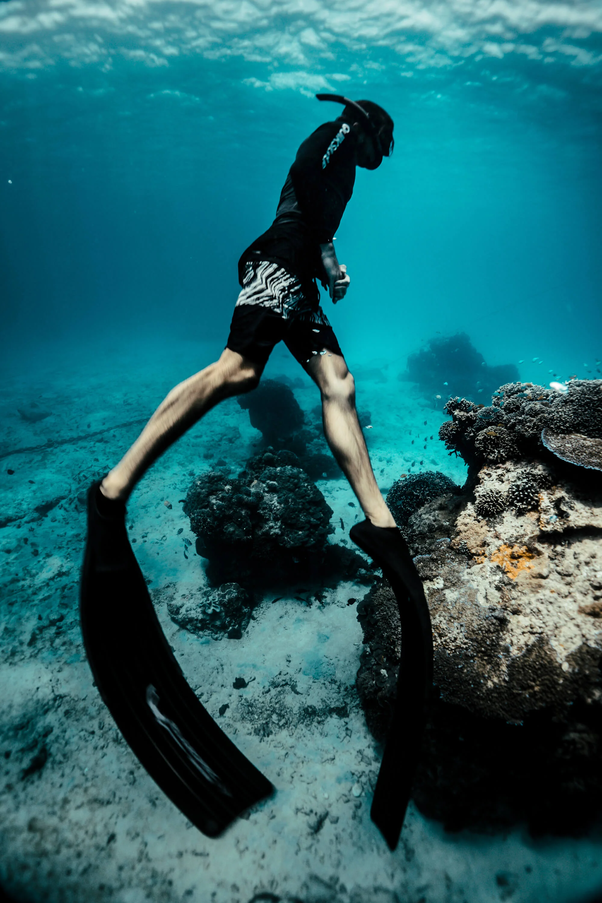 Differnence between snorkeling and freediving