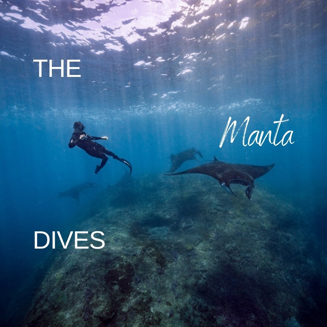 Embracing the incredible world beneath the waves, freediving allows us to connect with nature in the most extraordinary way. Swimming (respectfully) alongside these majestic sea creatures, feeling the rhythm of their movements, understanding their si