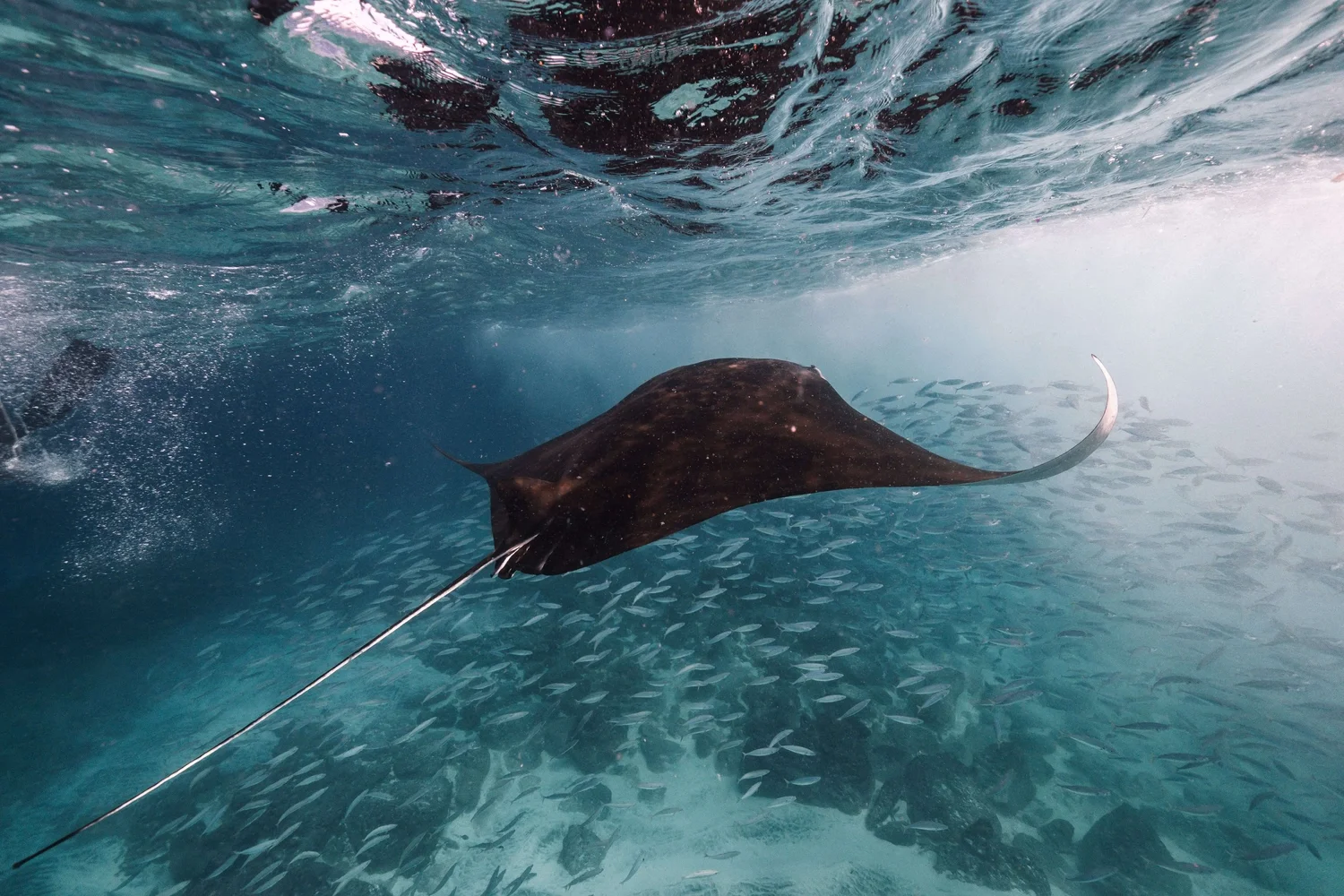 Fluid Focus Freedive