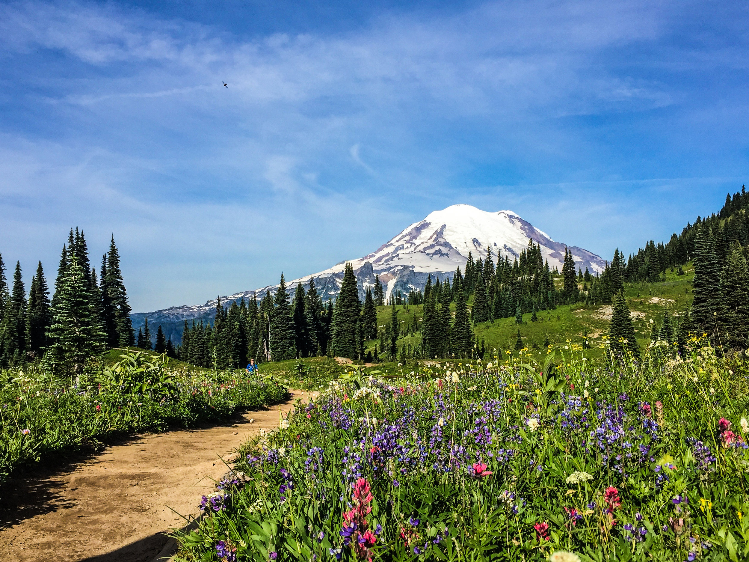 mt rainier bright day.jpg