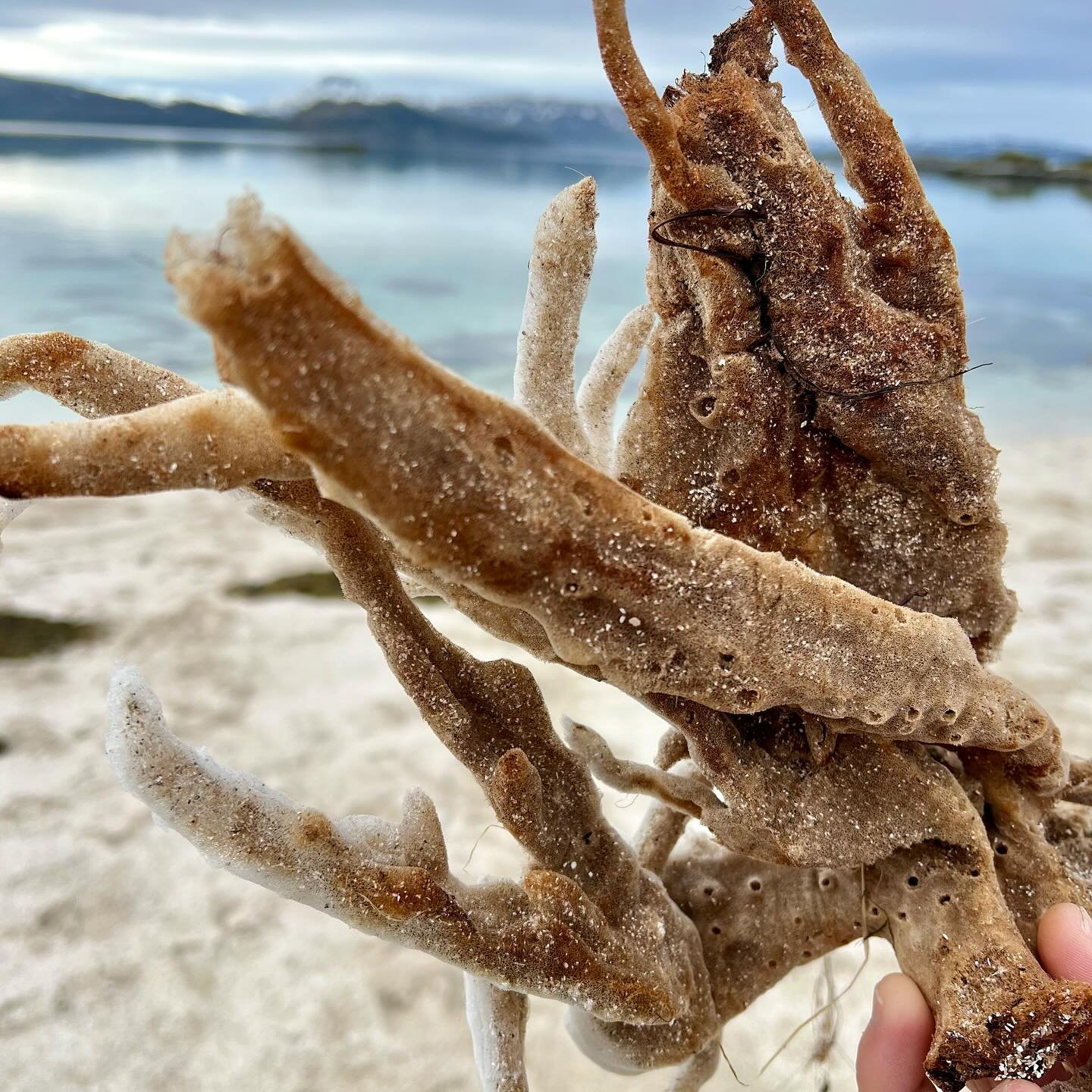 In a world undone, we might be wise to turn to the simplest among us. A year ago, on a far-flung beach in northern Norway, I found a sea sponge. Only later did I discover what stories these brainless creatures of the deep had to tell. 

&ldquo;Our fa