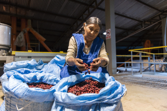 Carmela Aduviri carefully Inspecting her coffee cherries before they are sent to La Paz to be processed.