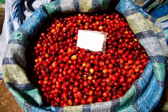 Carmelita Cherry.jpg