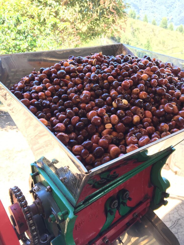 Manual de-pulping of the cherries in La Sierra, Colombia.