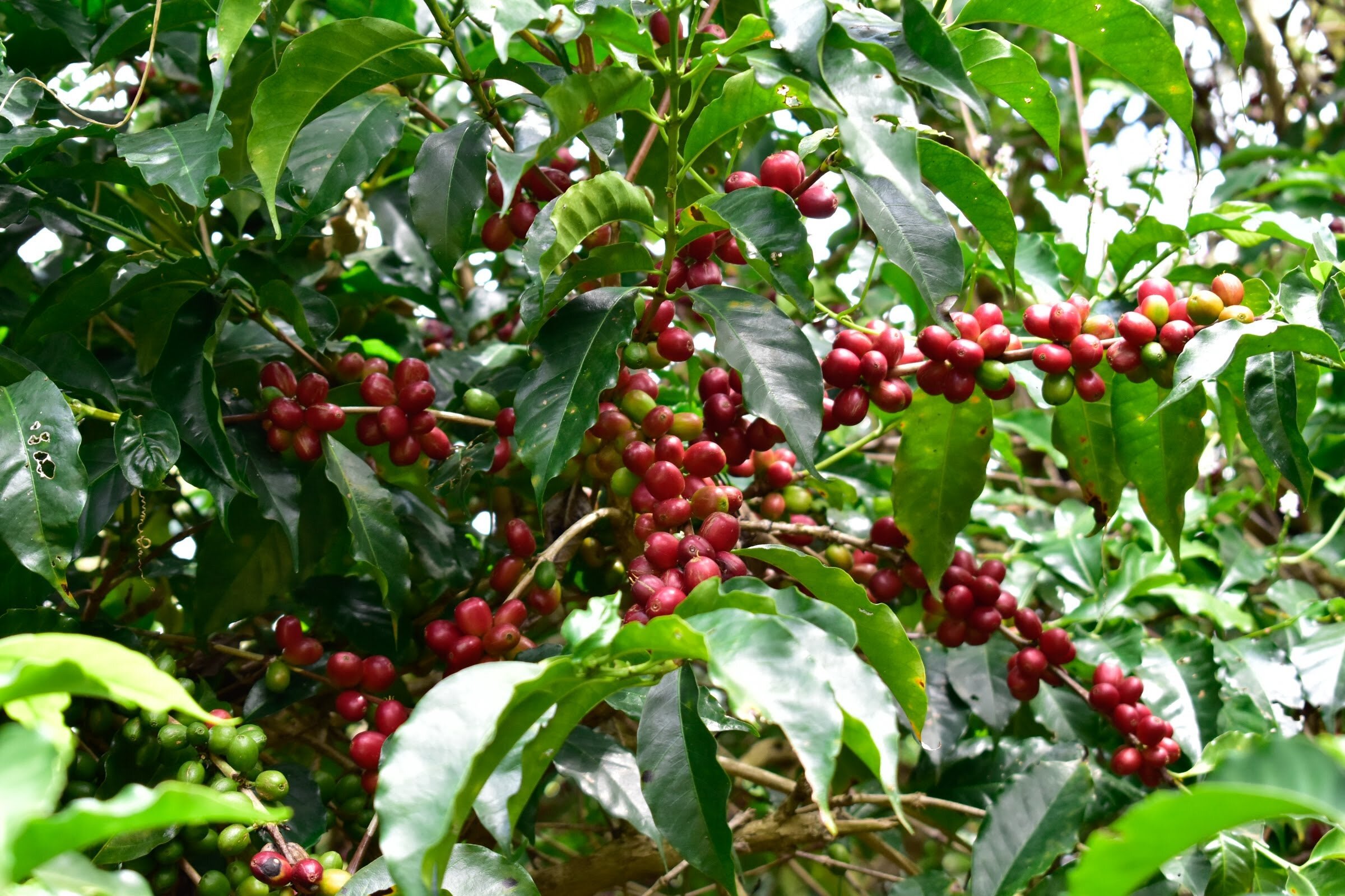 Happy cherries waiting to be picked!