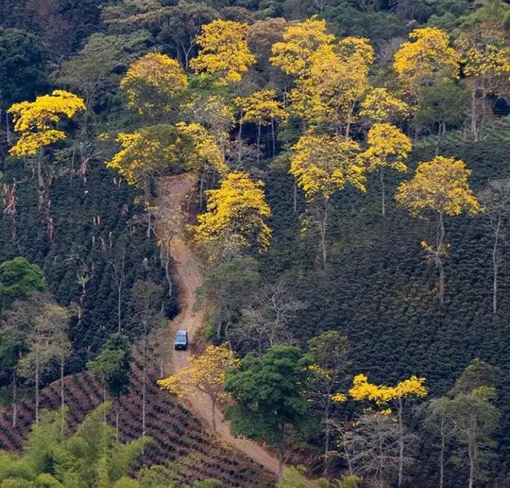 The farm shares its name with the beautiful yellow trees it is filled with, Guyacan. With a a focus on biodiversity you will see the Guyacan trees scattered throughout the crops along with other plants like banana trees and other trees that provide …