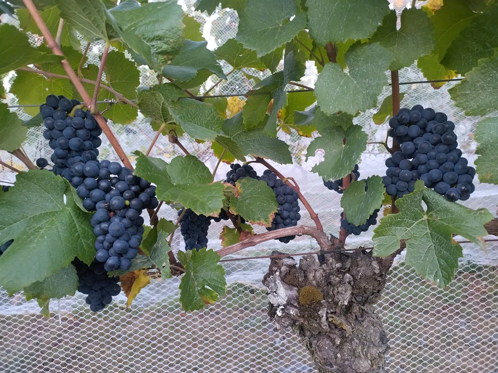 VS&B_V24_VIneyards-Ripe-berries-Syrah-thorley.jpg