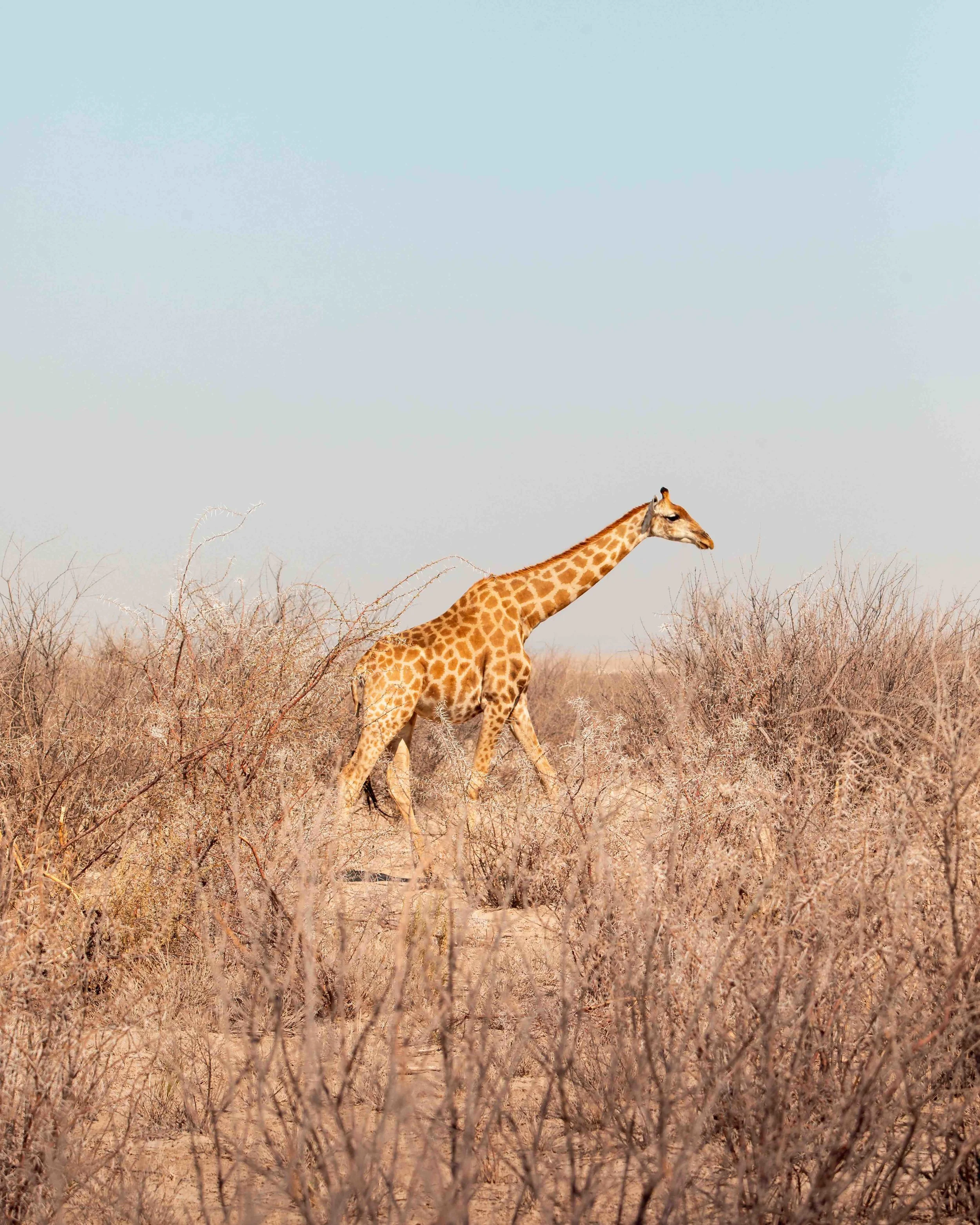 Giraffe-Namibia.jpg