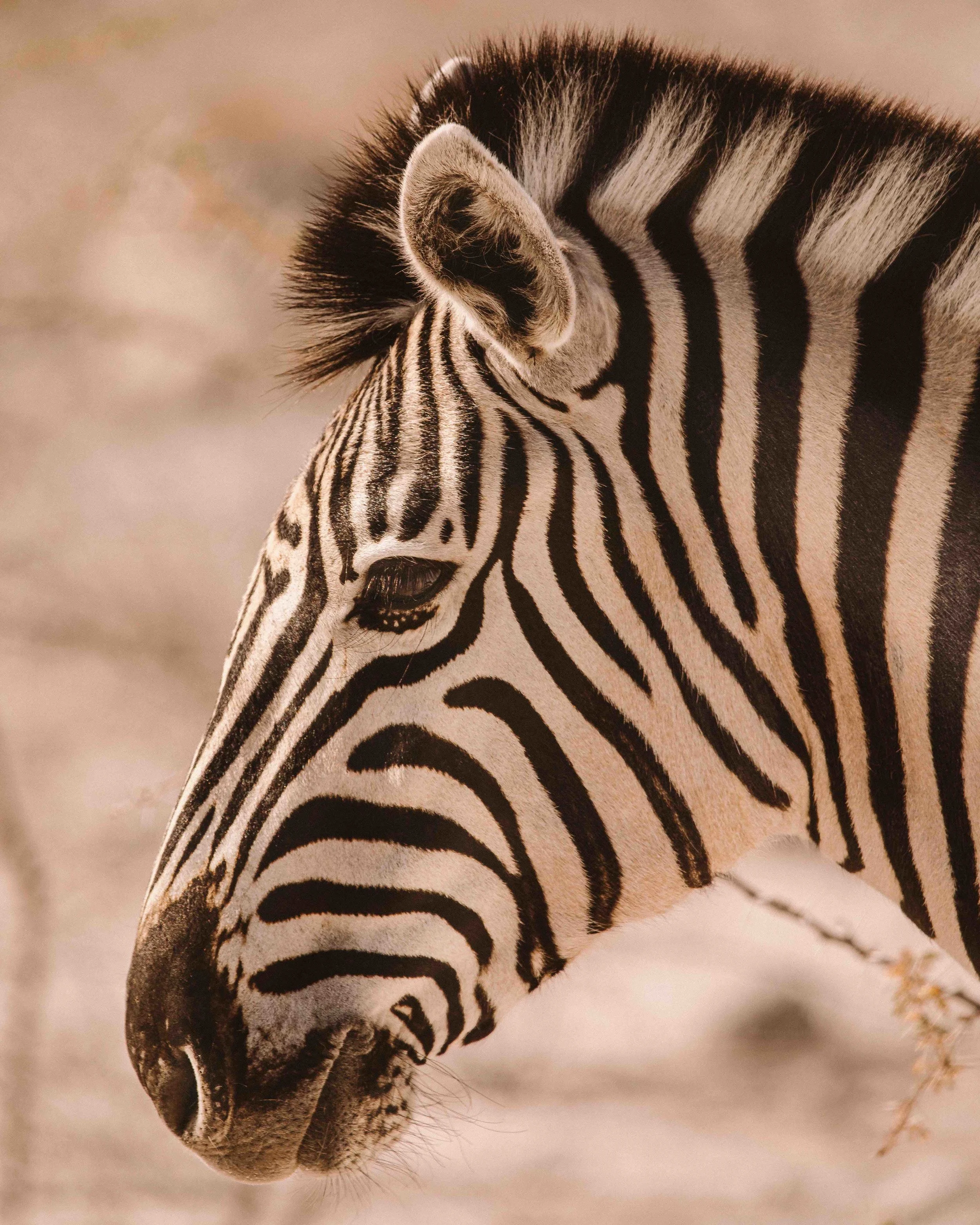 Zebra-Namibia.jpg