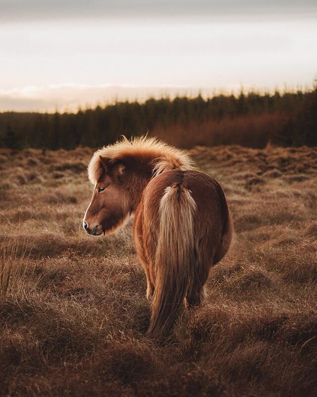 Maybe my favourite shot (and moment) from Scotland 🐴 Actually, the whole trip was pretty darn great so it&rsquo;s hard to pick a highlight, but these horses were so friendly. Melted my heart &hearts;️