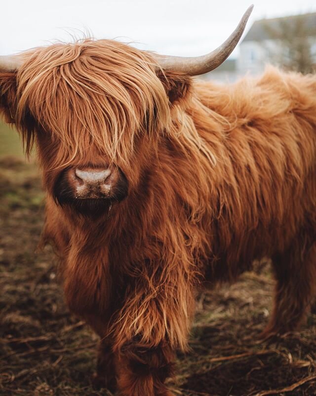 Excuse me sir? Who does your hair colour? Because those highlights are perfection. Also how do you get anything productive done? You can&rsquo;t see anything. I have a lot of questions here. #fluffycoo