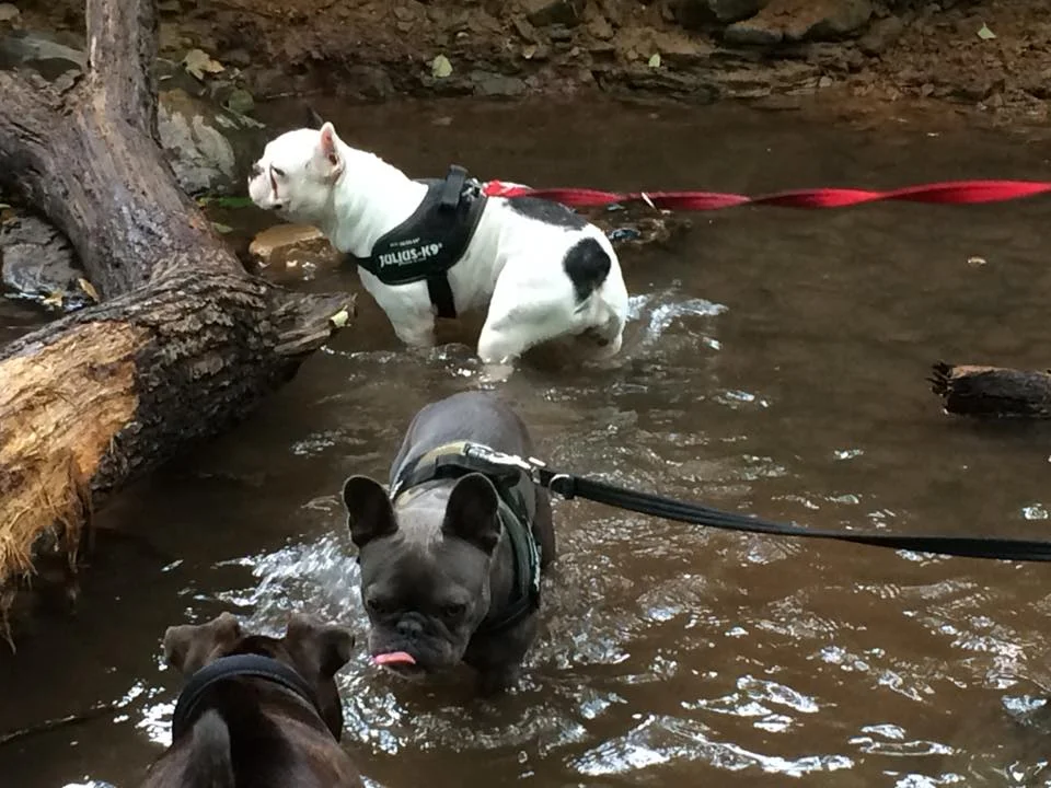 FBS Elvis cooling off in the Forest of Dean