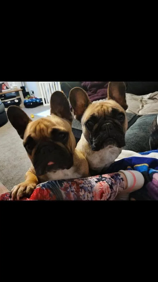 Adopted Dogs French Bulldog Saviours Rescue