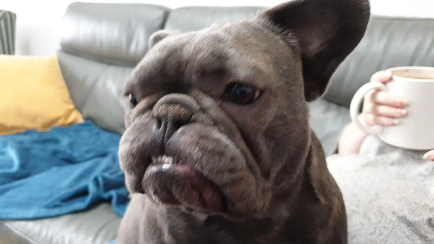 french bulldog saviours rescue