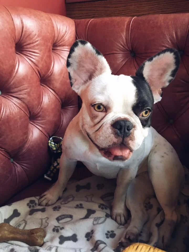 french bulldog saviours rescue