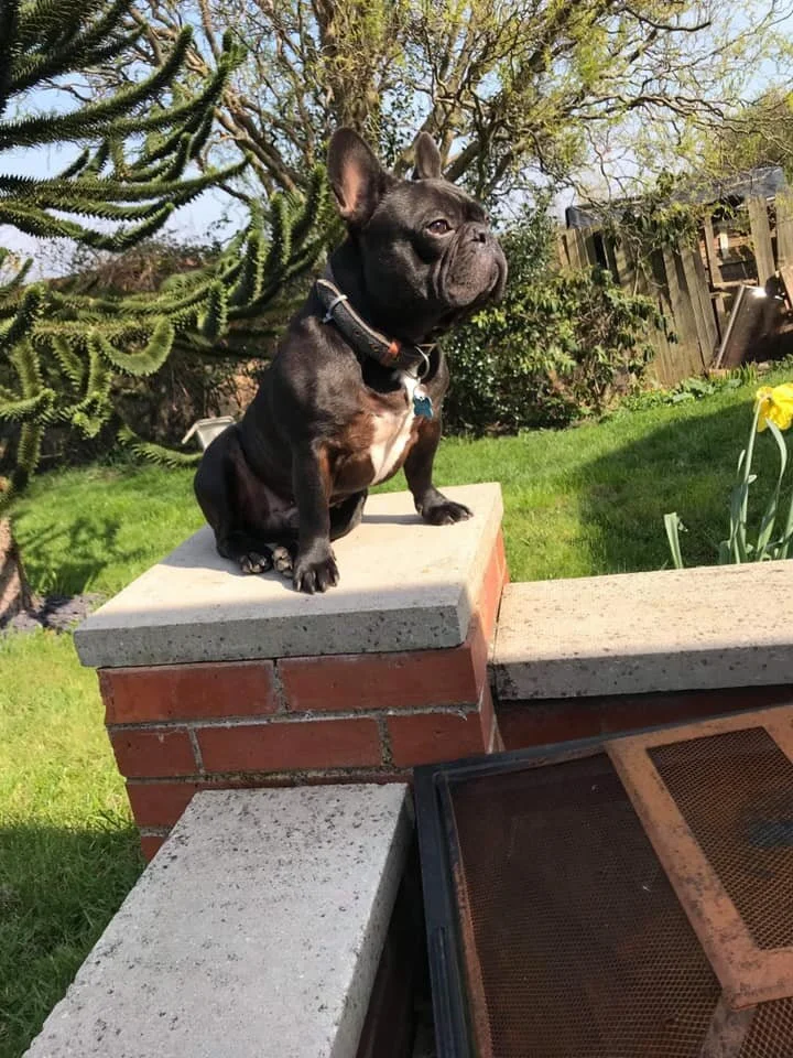 Adopted Dogs French Bulldog Saviours Rescue