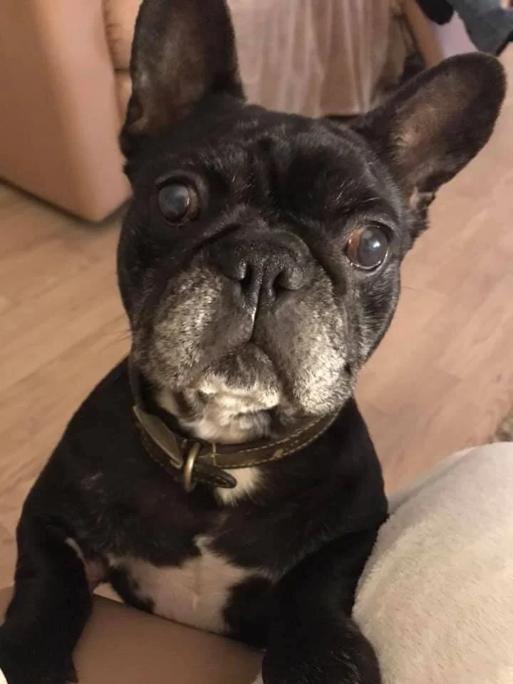 Adopted Dogs French Bulldog Saviours Rescue