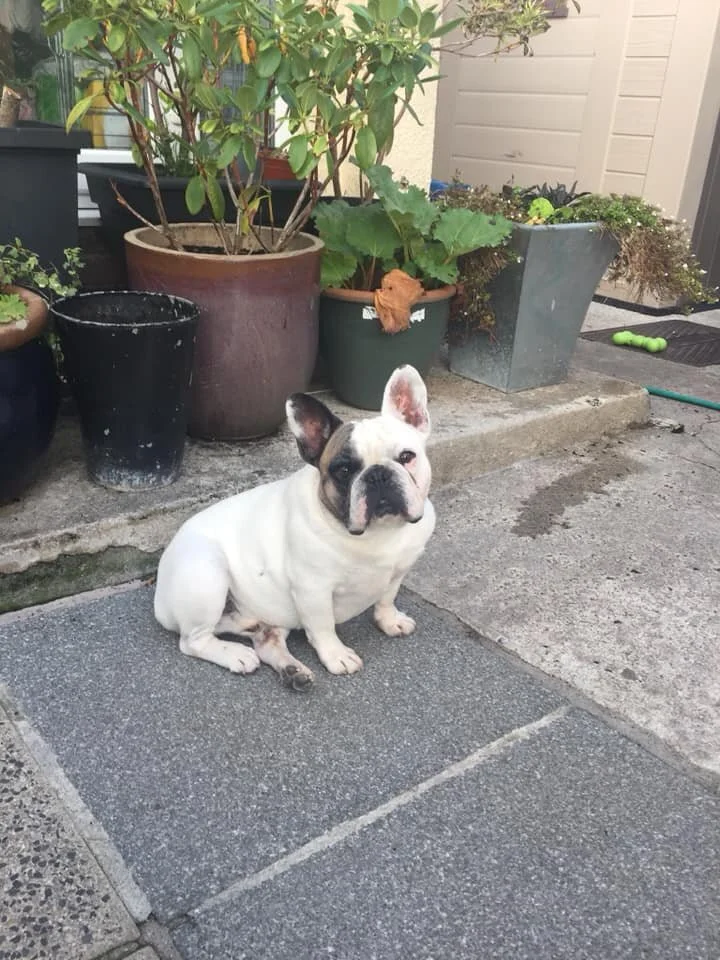 Adopted Dogs French Bulldog Saviours Rescue